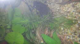 Foto mit Hygrophila difformis terracotta (Indischer Wasserwedel)