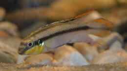 Foto mit Pelvicachromis Pulcher male