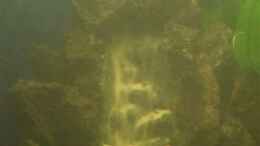 aquarium-von-tamara-brunner-becken-3098_Sandfall - sehr schwer zu bekommen! 