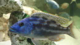aquarium-von-dennis-kaiser-becken-3104_Nimbochromis fuscontaeniatus
