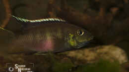 Foto mit Benitochromis nigrodorsalis brütendes Weibchen