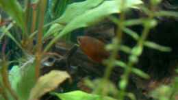 Foto mit Colisa sota, roter Honigfadenfisch, voll der Rotzlöffel, hält