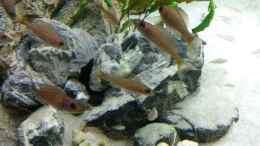 Foto mit Paracyprichromis und Neolamprologus multifasciatus