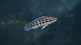 Foto mit Julidochromis Transcriptus