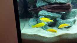 Foto mit Meine 4 Labidochromis Caeruleus yellow, 2 Stunden nach einsetzen
