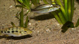 Foto mit Fossorochromis rostratus und Dimidiochromis compressiceps Jungtiere