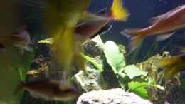 aquarium-von-schmitzkatze-tanganjika-655-nur-noch-als-beispiel_Cyprichromis Leptosoma Tricolor (Heckansicht)
