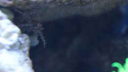 Foto mit ein unscharfes Bild der Boxerkrabbe