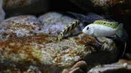 Foto mit Labidochromis sp. perlmutt