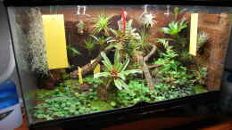 aquarium-von-junglist-urwaeldchen----existiert-so-nicht--wurde-umgebaut_10.11.2012