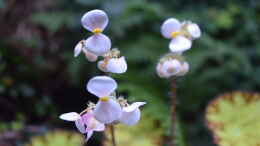 Foto mit Blüte Begonia bowerae