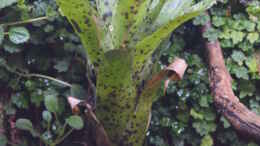 Foto mit Neoregelia pauciflora spec. Brasil gepunktet