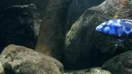 aquarium-von-midgard-malawi-barschbecken_Schwemmholz aus der Nordsee