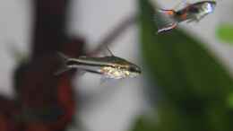 Foto mit Corydoras pygmaeus Zwergpanzerwels