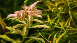 Foto mit Hygrophila polysperma rosanervig