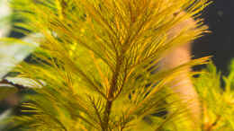Foto mit Myriophyllum aquaticum -Roraima- 20.10.15