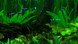 aquarium-von-phil-cave-diskus-amazonas-nur-noch-als-beispiel_Mangrovenwurzel