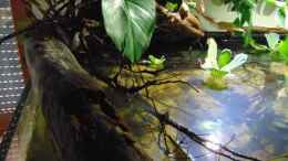 aquarium-von-markaroni-bachlauf-riparium_Moorkienäste ragen aus dem Wasser