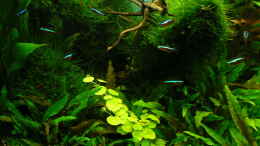 aquarium-von-der-nicky-green-forestaufgeloest_20.09.15