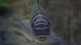 Foto mit Petrochromis famula ndole