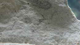 aquarium-von-paris-sanddrachen_Muschelabdruck im Sandstein