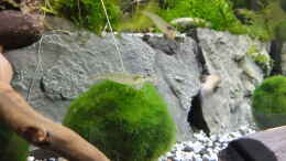 Foto mit Die Mooskugeln (Cladophora aegagropila) - da sitzen die Amano-Garnelen