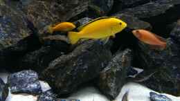 Foto mit Labidochromis Yellow