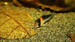 Foto mit Einer der Corydoras adolfoi