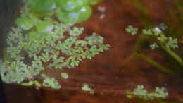 Foto mit Limnobium laevigatum und Azolla filiculoides