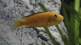 Foto mit Labidochromis Caeruleus Weibchen