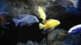 Foto mit Cyrtocara moorii vs. Labidochromis Yellows 