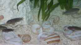 aquarium-von-bastian-burger-becken-3275_Die steine liegen noch auf dem Kies....