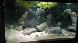 aquarium-von-monaco-cyprichromis-tank_Frontalansicht