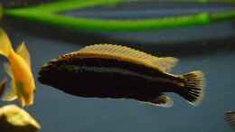 Foto mit Melanochromis parallelus