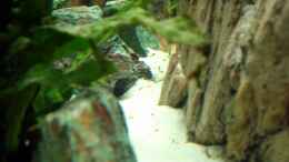 aquarium-von-rene-wiedemann-becken-3298_Update 12.12.06: Quarzsand feinste Körnung 1