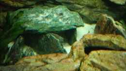 aquarium-von-rene-wiedemann-becken-3298_Update 12.12.06: Quarzsand - neue Versteckmöglichkeiten