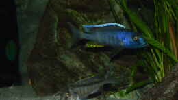 Foto mit Buccochromis spectabilis 