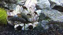Foto mit Julidochromis marlieri