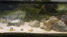 aquarium-von-baembel-my-first-tanganjika_My first Tanganjika
