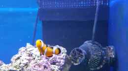 Foto mit Falscher Clownfisch Nemo
