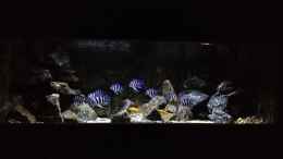 aquarium-von-bjoern-slavi-tanganyika-deepwaters_Aquarium 200x80x70