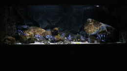 aquarium-von-bjoern-slavi-tanganyika-deepwaters-2_Aquarium 200 x 80 x 70