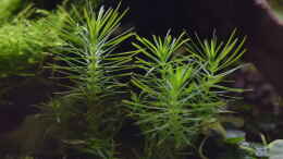 Foto mit Pogostemon erectus Meristempflanze