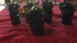 Foto mit 18.04.2020 5x Bucephalandra theia green
