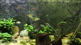 aquarium-von-helga-kury-paracyprichromis-und-neolamprologus---aufgeloest_Front-Ansicht von der rechten Seite des Beckens...