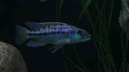Foto mit Tyrannochromis maculiceps 