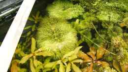 aquarium-von-joachim-stoner-becken-3466_Limnophila sessiliflora
