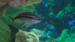 Foto mit Julidochromis Ornatus Kapampa