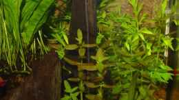 Foto mit Bacopa monnieri vor Hygrophila difformis