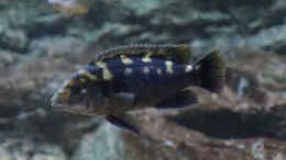 Foto mit Melanochromis baliodigma